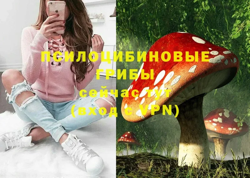 Псилоцибиновые грибы Cubensis  площадка формула  Болхов  кракен маркетплейс 